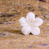 Semman Candle Flower